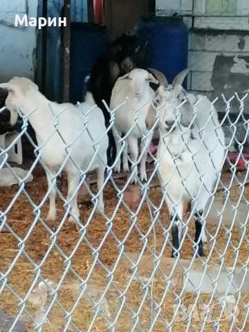 Продавам заплодени кози