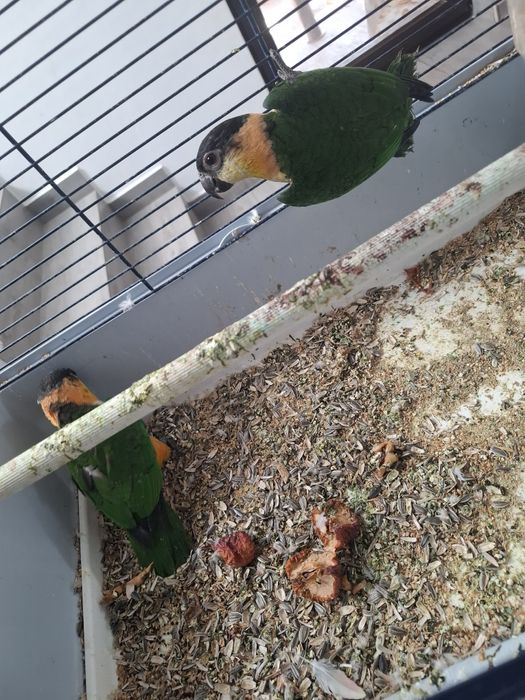 Papagali caique și aratinga jandaya