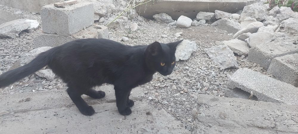 Одам Кошечку в Хорошие руки