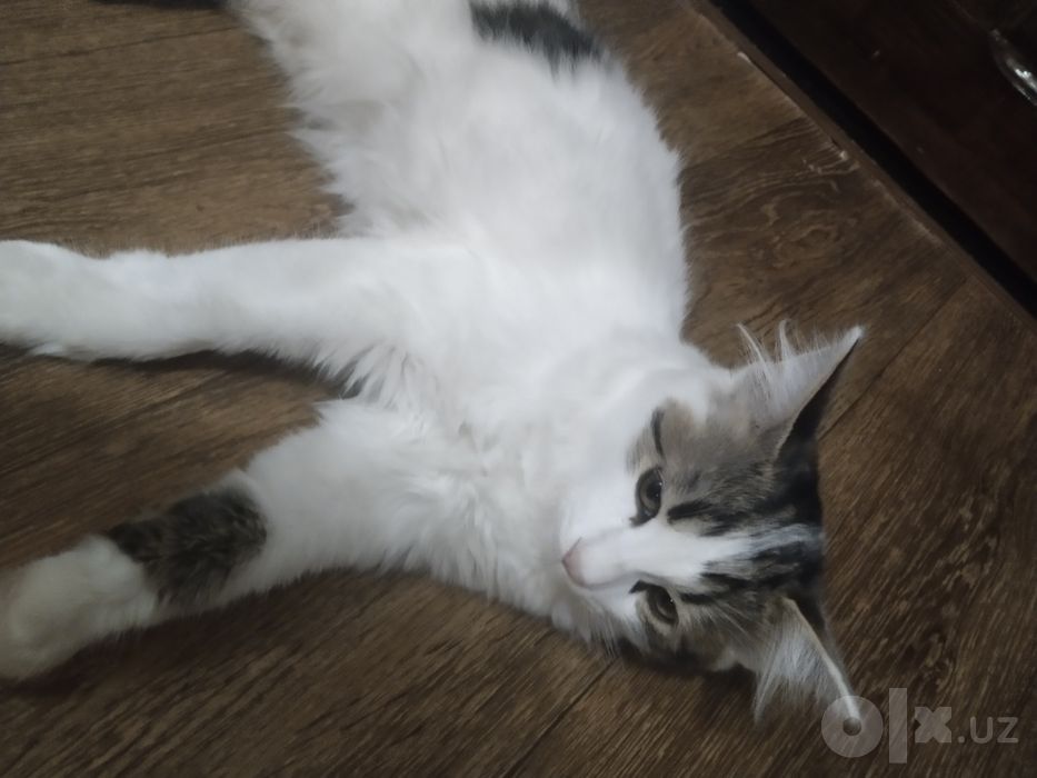 Котенок В Добрые Руки
