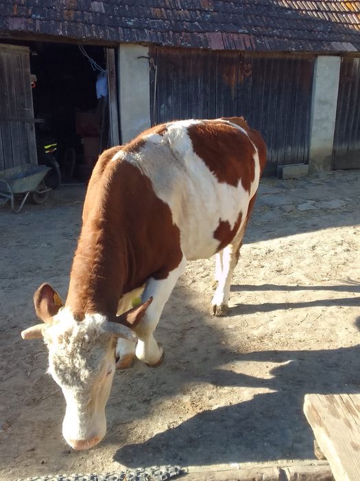 Junică de 3 ani vânzare