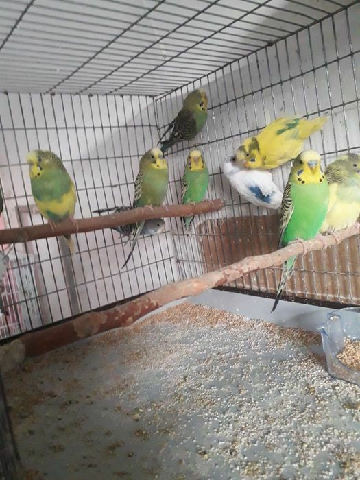 Vând papagali perusi