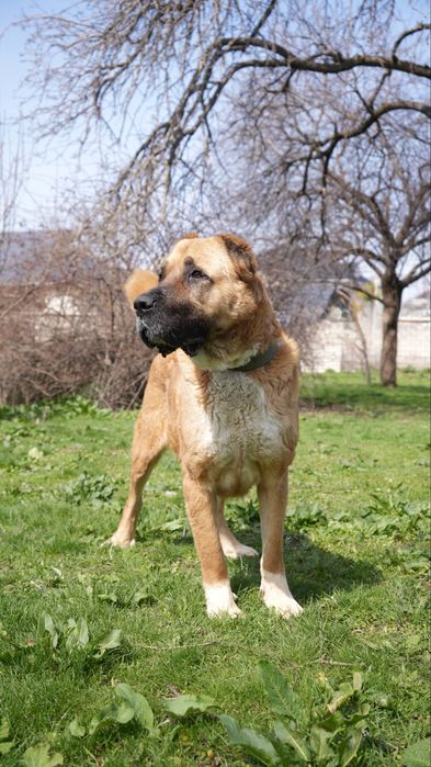 Булочка. Кангал ищет семью. Девочка