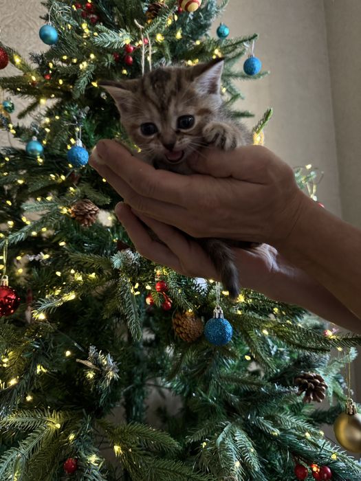 Продам котенка британский прямоухий