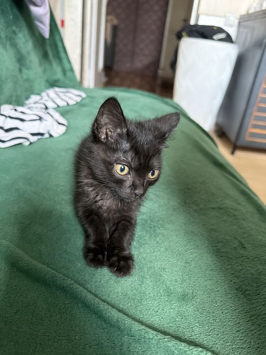Котенок отдам в добрые руки