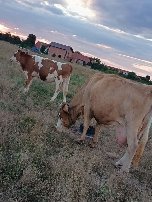 Vând o vacă și trei vițele și un taur