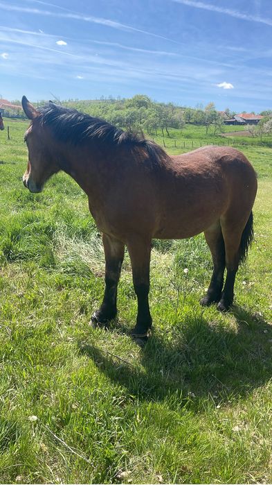 Vand iapa de 7 ani gestanta in 10 luni si o manza de 1 an