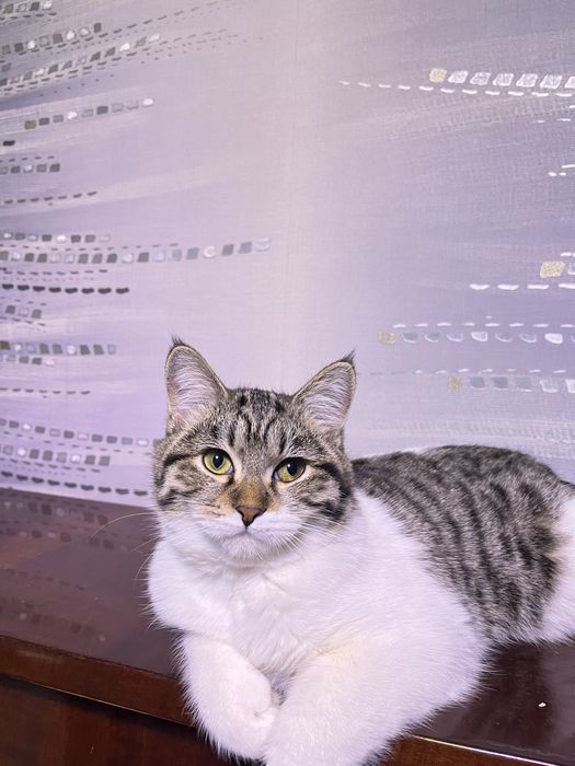 скоттиш страйт порода 5 месяцев