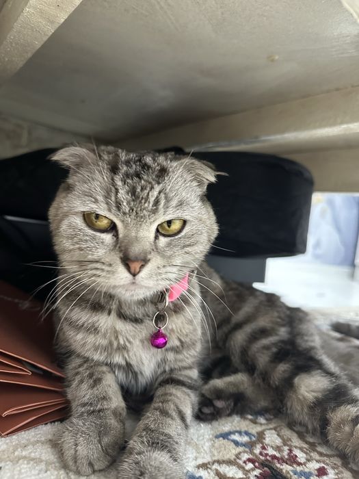 кошка британская вислоухая