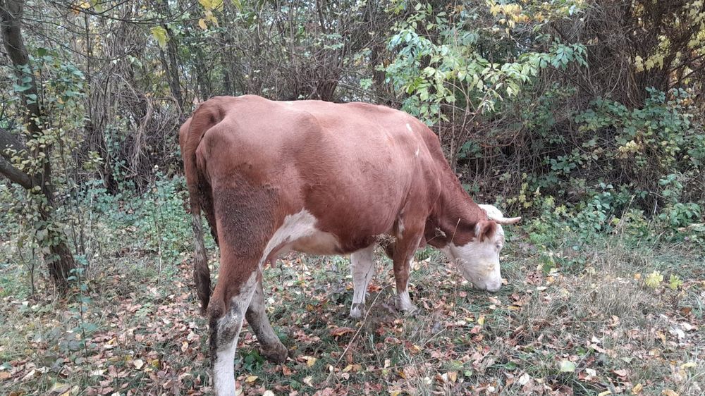 Vând vacă cu vițel