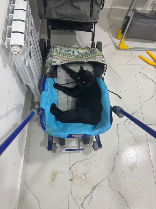 Котик ищет дом и хозяев