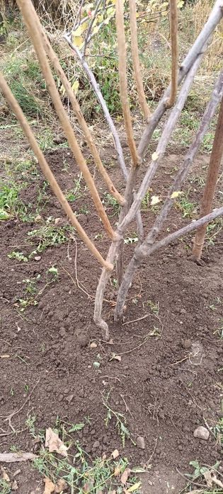 Продам саженцы черной смородины