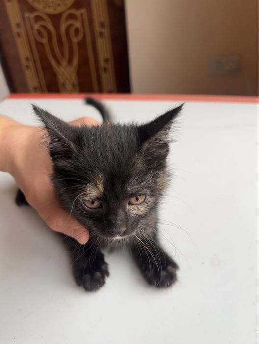 Пишик боллари яхши кариман дидовн одама барилали