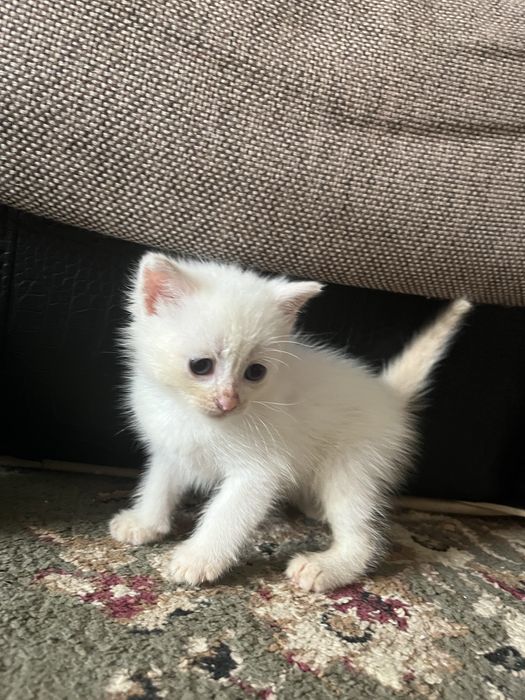 Продам маленьких котят