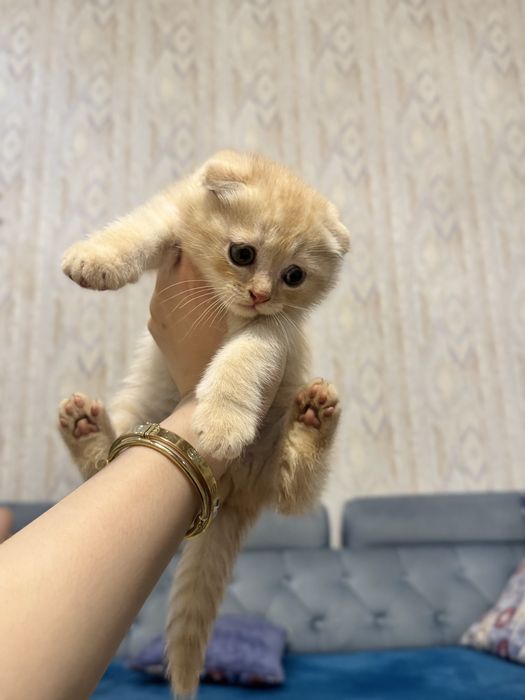 Продаются вислоухие котята