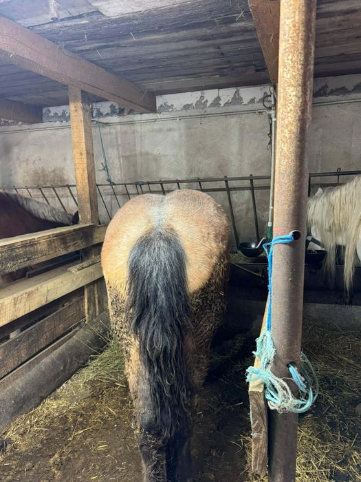 Vând mânză de 10 luni din cai buni