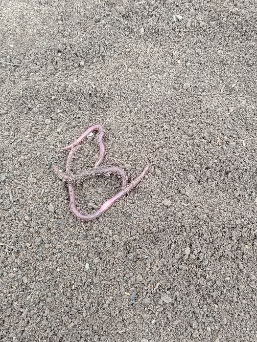 Биогомус. ( Капролиди.) Ромитан