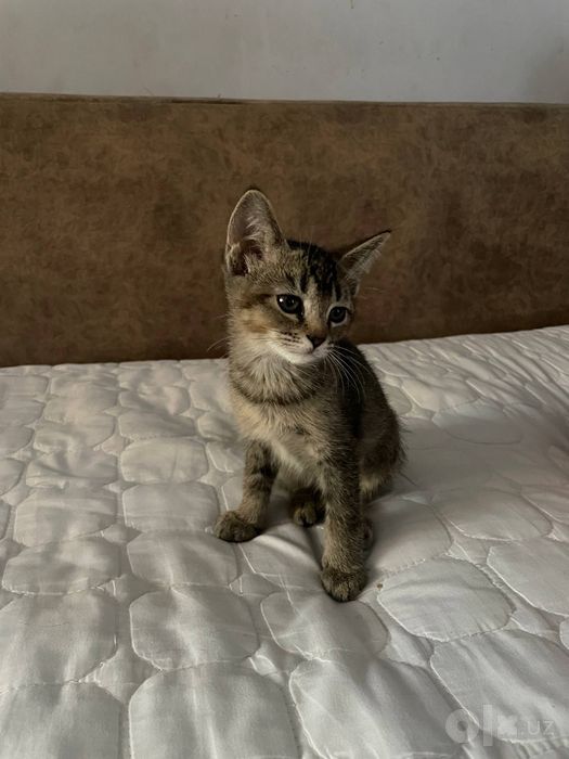 Котенок в добрый руки