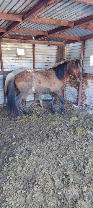 Айғыр дөнендер сатылады