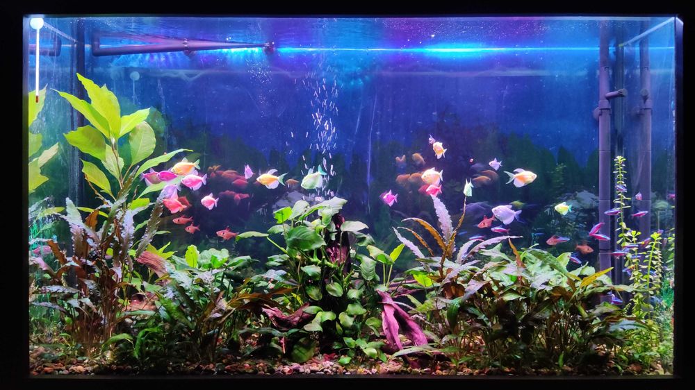 аквариум 250 литра
