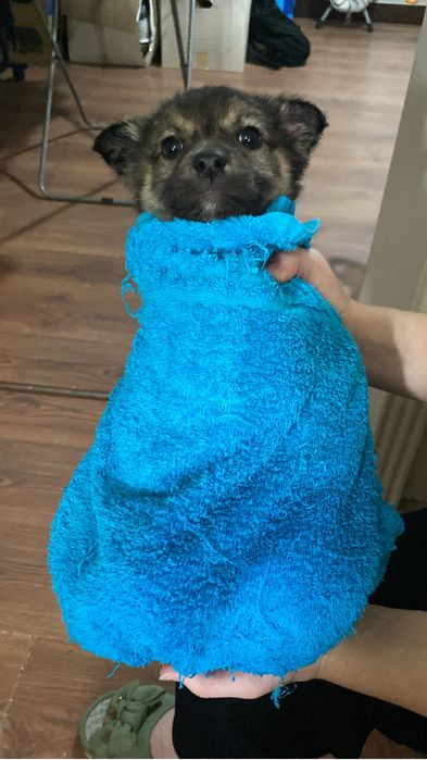 Щенок маленький - девочка