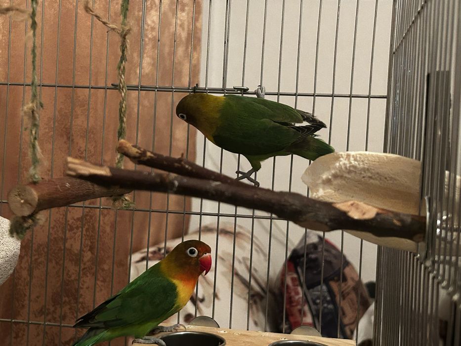 Попугаи неразлучники