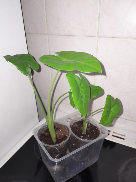 Продам комнатные цветы