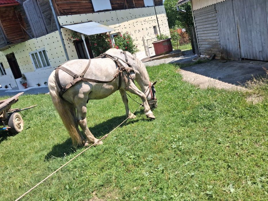 Cal de vânzare .