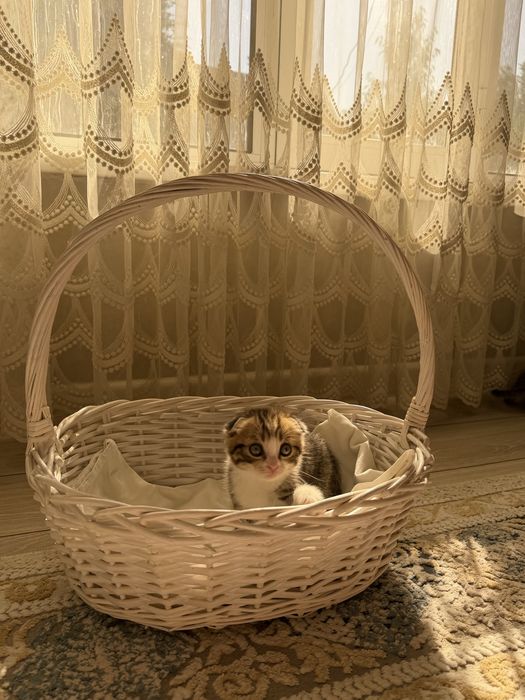 Продам породистых котят