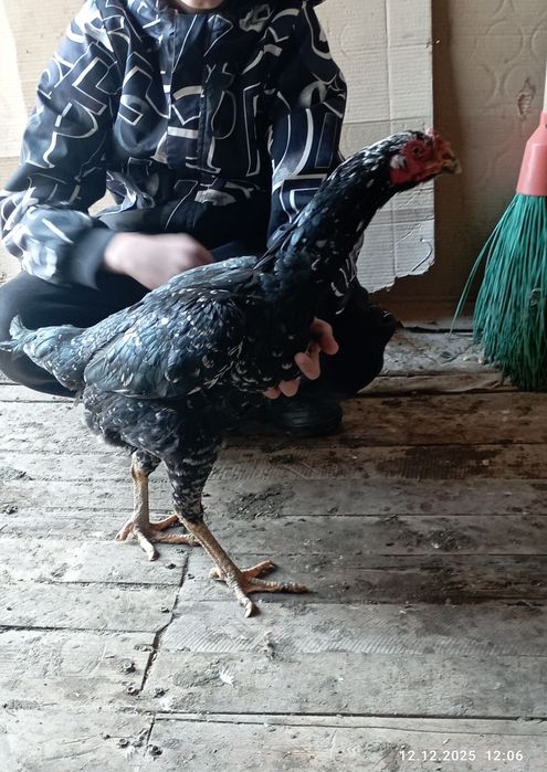 Продам даканку хорошая