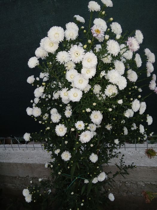 Aster la ghivece de vanzare