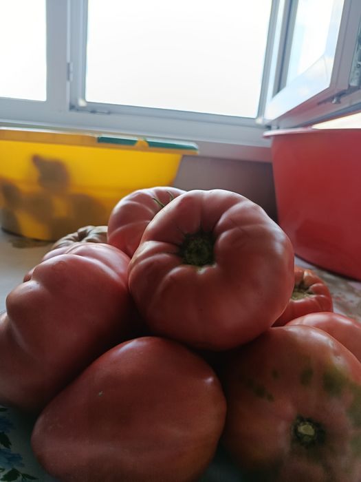 продам домашние помидоры