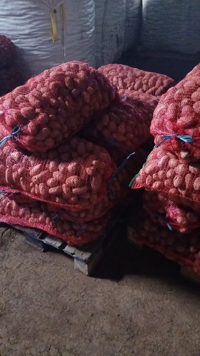 Cartofi consum, sămânță si pentru animale ( albi și rosii  )