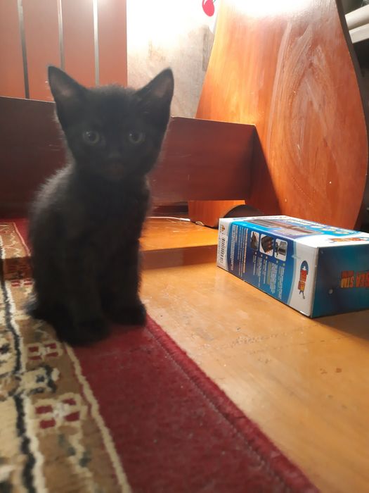 Отдам котенка девочка