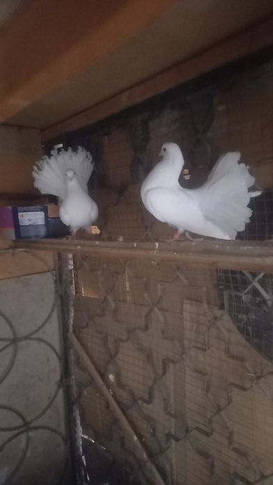 Голуби павлины кептер