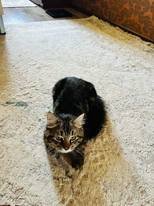 Продается кошка персидская+скотиш