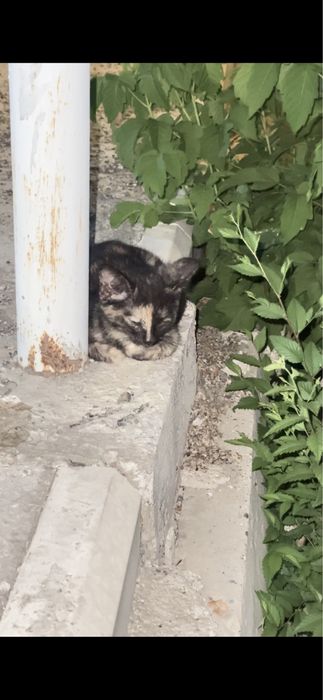 Мысыққа үй керек