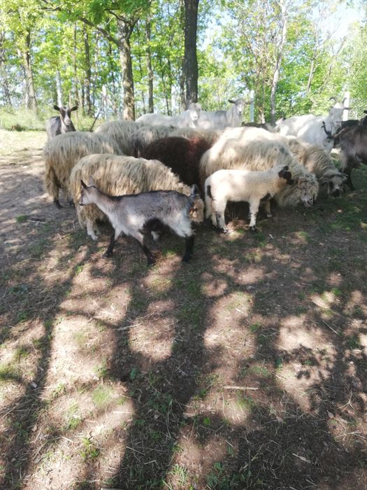 Vînd urgent capre si oi