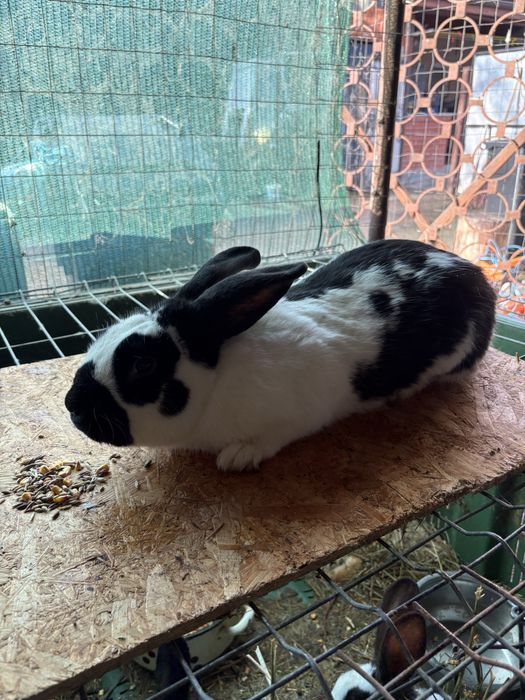 vand femela fluture german metis