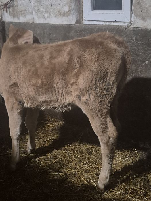 Vand 2 taurasi si o vitea