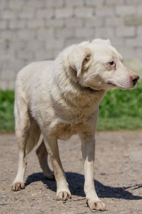 Мелок ищет дом и семью!