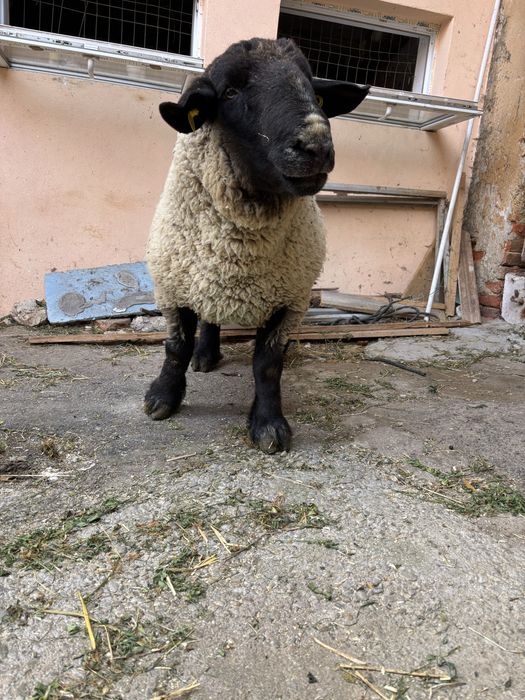 Vând berbec suffolk