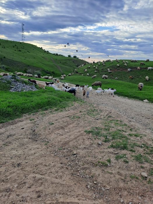 De vânzare Oi și Capre