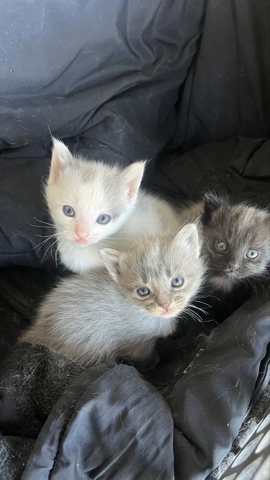 Уличные котята в добрые руки