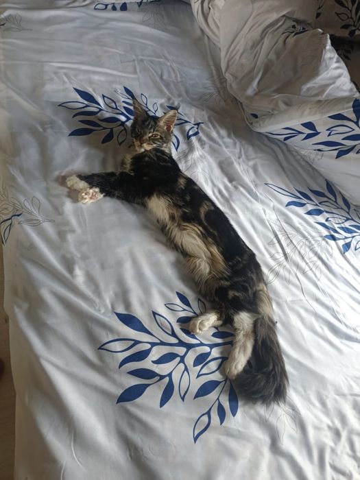 Кошка:Мейн-кун сатылады!