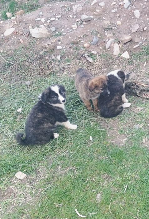 Спасите щенков, 5 красивых щенят