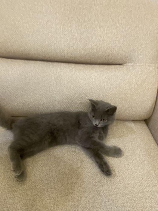 British shorthair