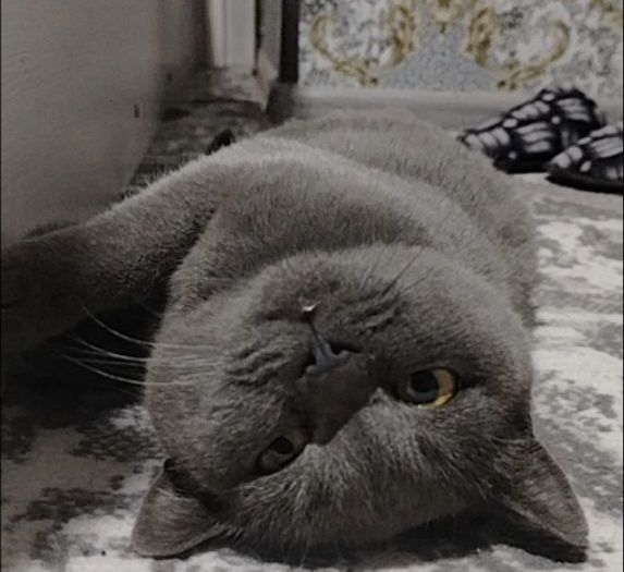 Британских кошки