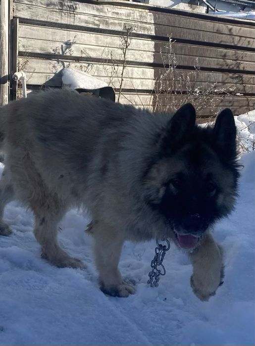 Вязка Немецкая овчарка