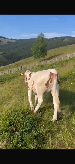 Vițica de 7 luni de vanzare